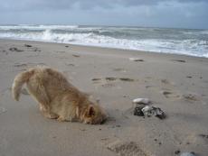 Strandhund!