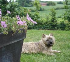 Sommerhygge hjemme på terrassen