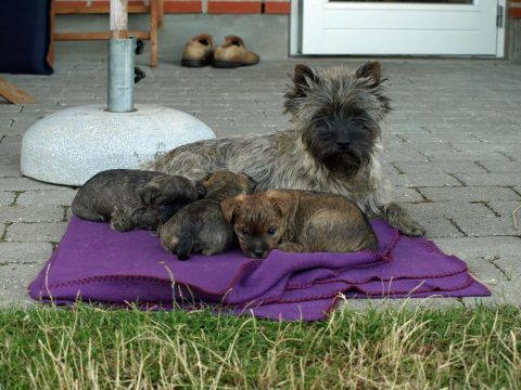 Ronia ammer på terrassen 5. uge