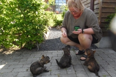 De sidste billeder af hele vores skønne, dejlige hvalpeflok! 8. Uge