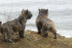 Ronia og Dittie i skoven og på stranden ved Moesgaard